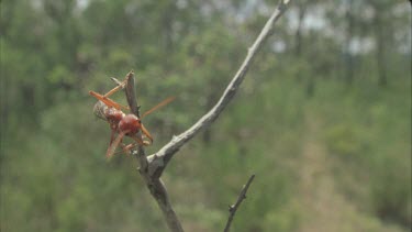 Winged bulldog ant elate cleaning legs and antennae and mouthparts while hanging from a branch