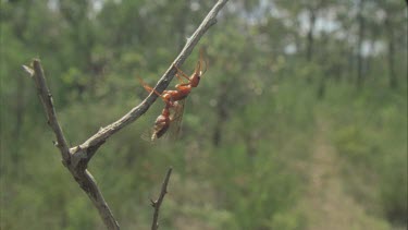 Winged bulldog ant elate climb to top of branch and stretches out wings in preparation for dispersal. It moves down the branch and cleans itself.