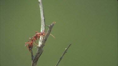 Winged Bulldog ant elate climb to top of dead stalk and flies off. Shot against green screen