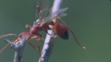 Winged Bulldog ant on dead stalk cleaning wings and legs and abdomen in preparation for dispersal