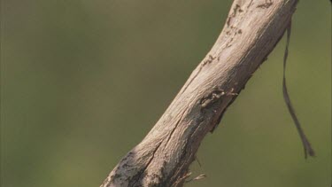 Winged Bulldog ant elate climbing along dead tree branch