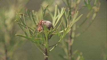 Banksia pod with winged bulldog ant
