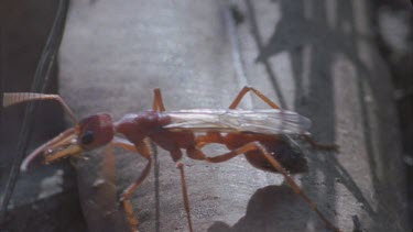Winged Bulldog ant elate on leaf on ground cleaning antennae
