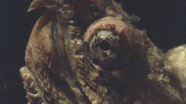 turtle opens beak to show worm like lure. The tongue wriggles just like a worm.