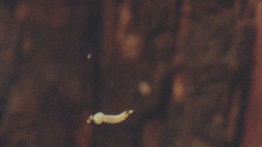 A wriggling mosquito larva floating in the water, a Gambusia fish darts in and snaps it up.