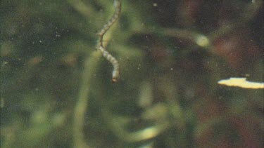 Wriggling mosquito larva just below water surface. A Gambusia fish comes up and eats it