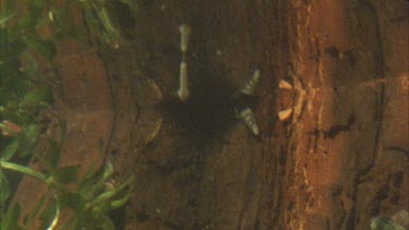 Gambusia fish eats larva