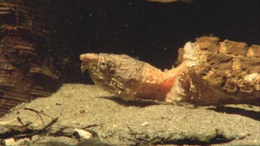 Alligator snapping turtle moving very slowly with neck extended