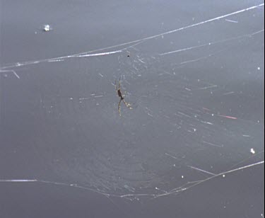 spider in golden gossamer web pan to two others