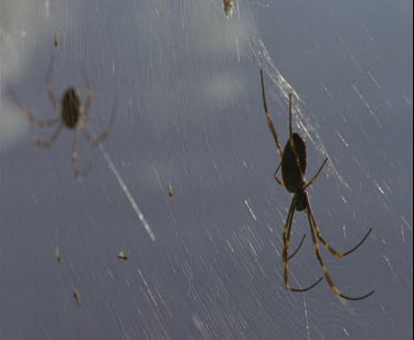 two spider is golden gossamer web