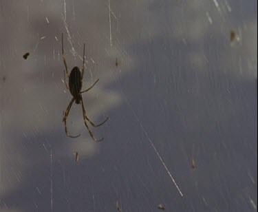 spider in golden gossamer web