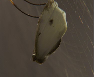 tilt up to spider in golden web from butterfly in silk