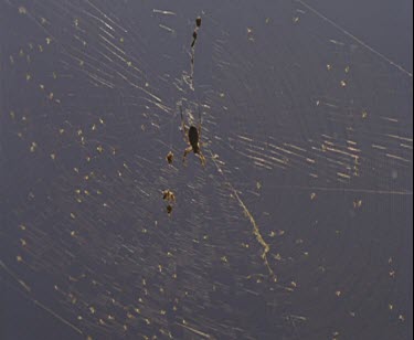insect caught in web spider runs to envenomate