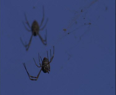 group of spiders on silken web