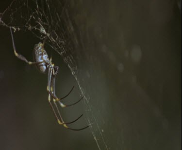 spider walks on web wraps up beetle caught in web