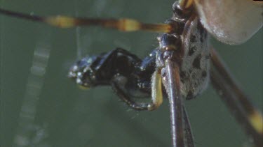 sucking body juices from insect
