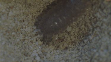 slater in ant lion pit ant lion grab leg