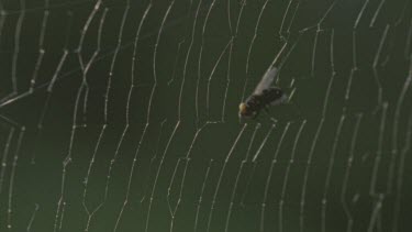 fly entangled in web spider comes in and takes