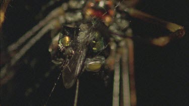 fly caught in spiders web being eaten by spider