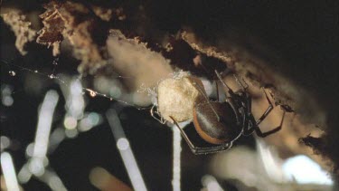 red back with her egg sac guarding