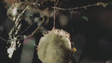 red back spiderlings emerge from egg sac