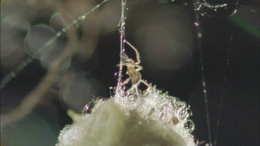 red back spiderlings emerge from egg sac