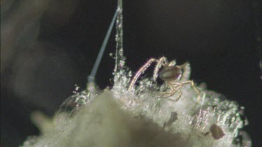 red back spiderlings emerges from egg sac and others emerging from inside