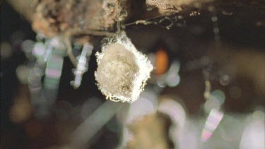 red back spiderlings emerges from egg sac and climb threads of silk predatory spider on web