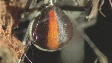 redback spins silk emerges from spinnerets