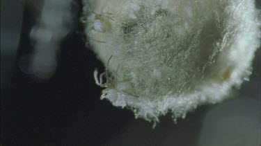 red back spiderlings emerge from egg sac