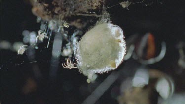 red back spiderlings emerge from egg sac