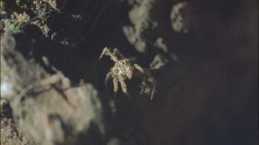 predatory Portia spider web tapping to mimic
