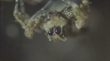 predatory Portia spider cleaning eyes upside down