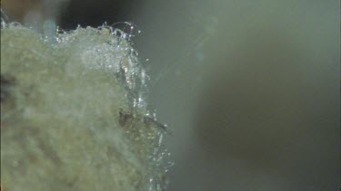 red back spiderlings emerges from egg sac and runs along web