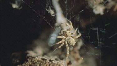predatory Portia spider in den with redback and egg sac and young redback spiderlings