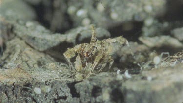 predatory Portia spider in den with eating redback spiderlings