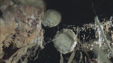 red back female tending her eggs sacs