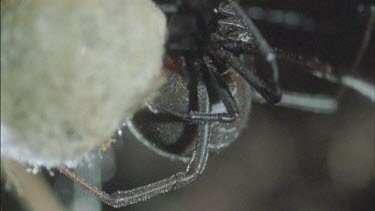 red back female tending her eggs sacs spinning sac around showing red stripe on back