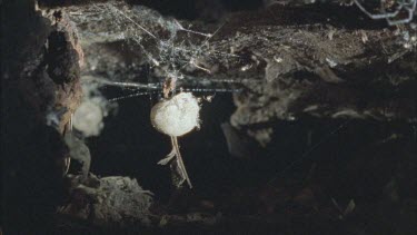 red back spiderlings emerges from egg sac and runs along web followed by another web