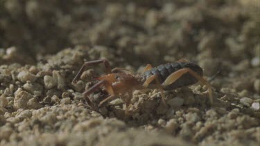 wind scorpion Solifugid drags prey away on stony ground
