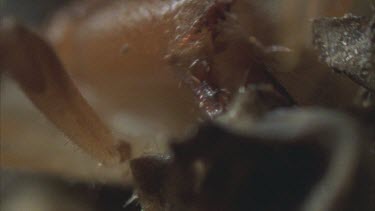 wind scorpion Solifugid munches chews with big jaw on prey