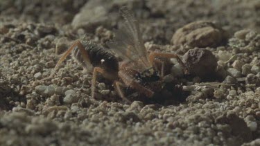 wind scorpion Solifugid munches chews on moth