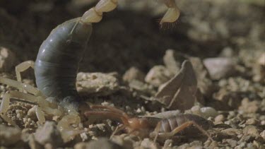 scorpion telson with stinger stings Solifugid