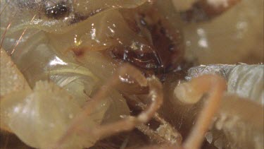 scorpion mouthparts chewing eating wind scorpion Solifugid