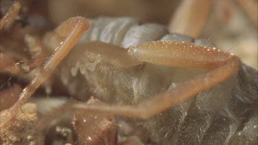pan from prey to scorpion mouthparts chewing eating wind scorpion Solifugid