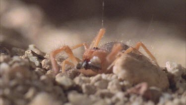 Solifugid eating prey with four powerful jaws