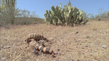 Gila Monsters fighting wrestling among cacti