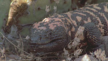 Gila Monster exhausted puffing under cactus in shade
