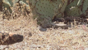 Gila Monster crawls into shade of cactus Saguaro in background to join other musters