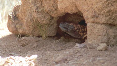 Gila Monster crawls in shady earthen cave